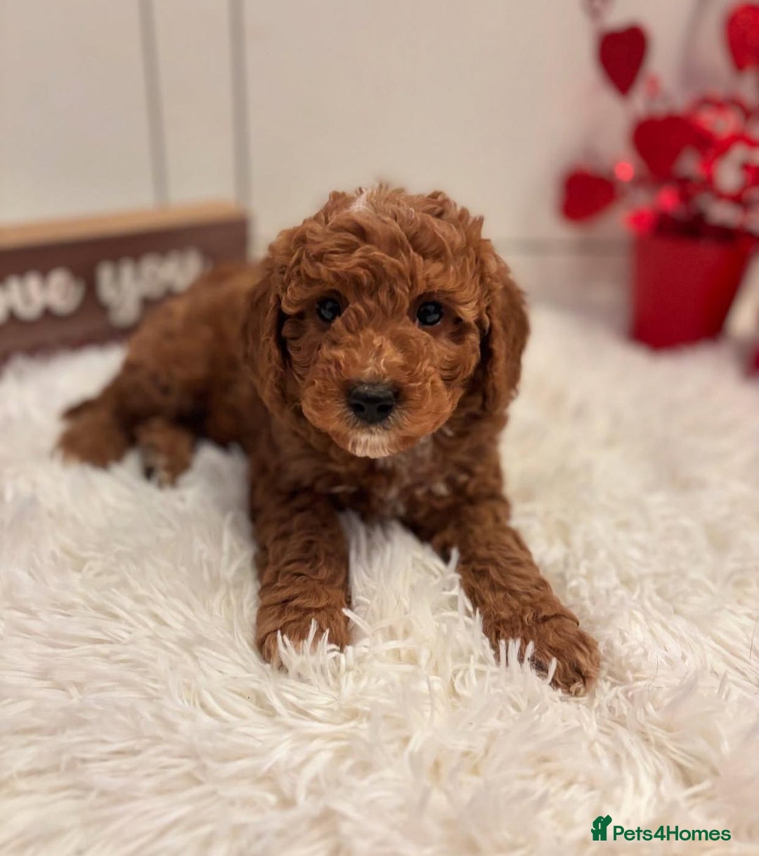 Goldendoodle dogs for sale: Beautiful GoldenDoodle Puppies Ready This Weekend! - Image 2