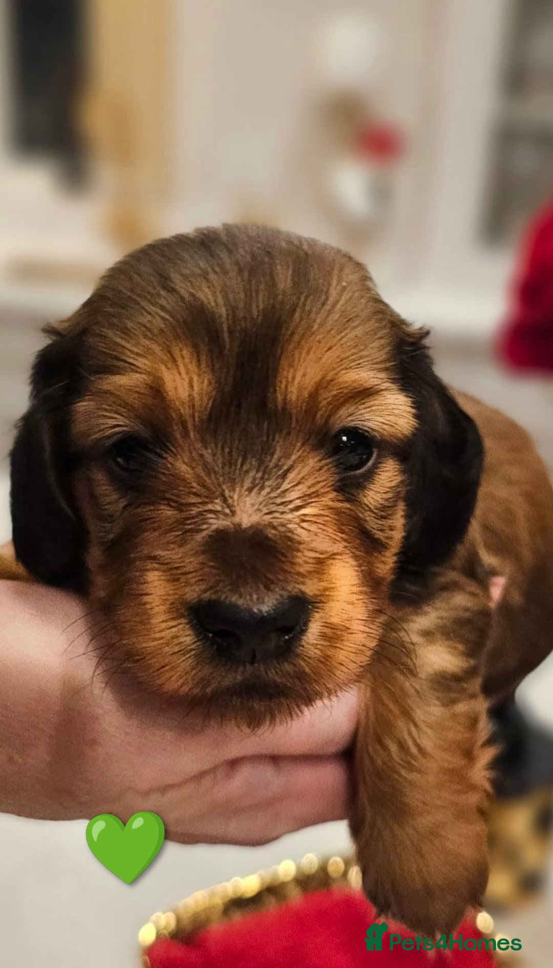 Miniature Dachshund dogs Health Tested Mini Dachshunds Surrey ❤️ - Advert 2