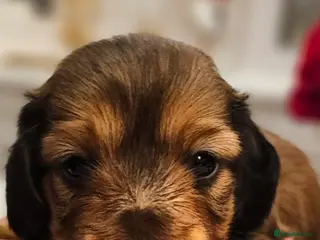 Miniature Dachshund dogs Health Tested Mini Dachshunds Surrey ❤️ - Advert 2