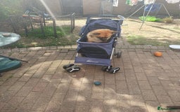 Mixed Breed dogs for sale: 10 month old Frankie  - Image 3