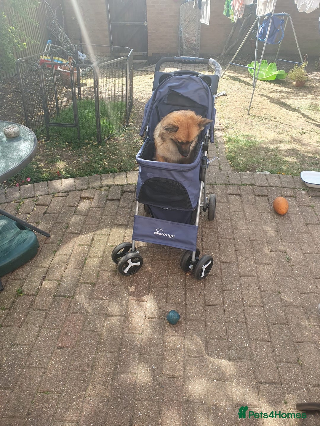 Mixed Breed dogs for sale: 10 month old Frankie  - Image 3