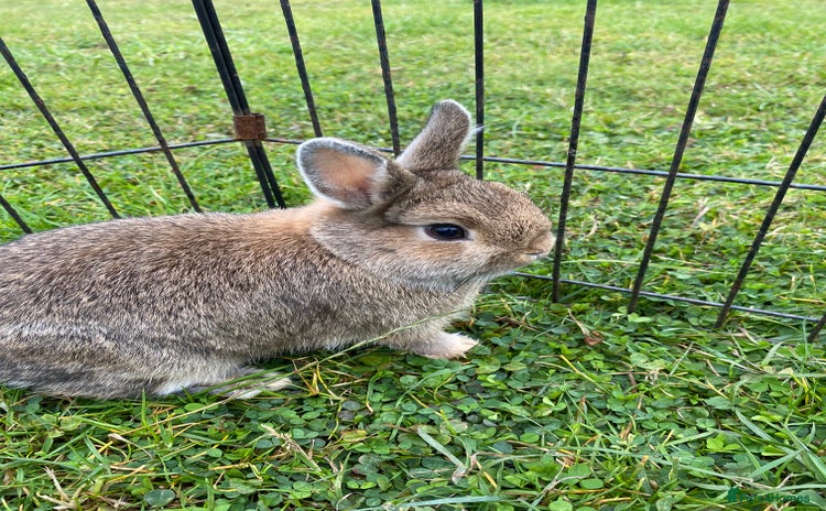 Netherland Dwarf rabbits - Advert 1