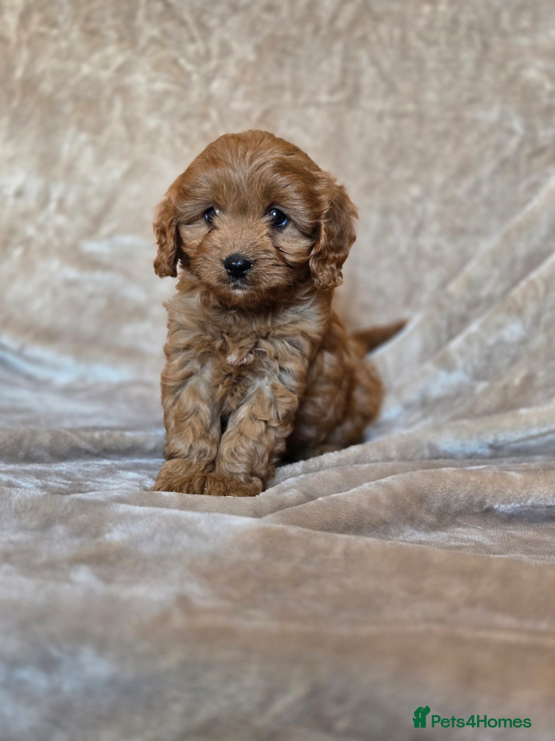 Cavapoo dogs for sale: Gorgeous Fox Red Cavapoo health tested parents  - Image 14
