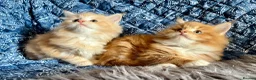 Maine Coon cats for sale: 2 Adorable Maine Coon Kittens TICA reg.  - Advert 6