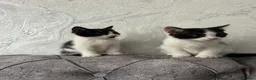 Domestic Shorthair cats for sale: 🐾Fluffy black and white kittens🐾 - Advert 24