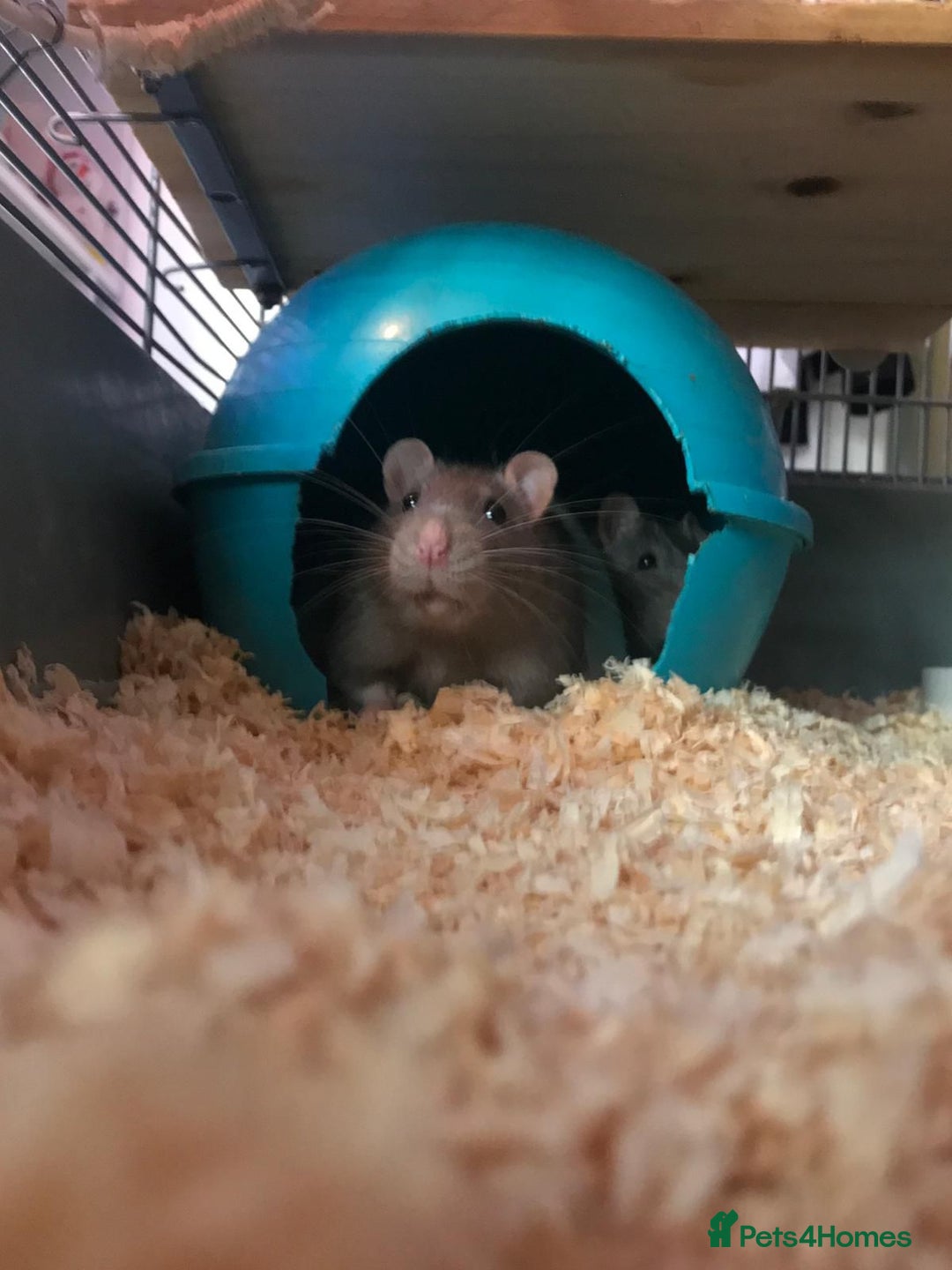 Rat rodents for sale: 😢 IT IS TIME. Ozzy and Murphy Need a New Home 🐀  - Advert 7