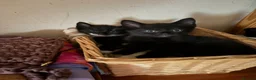 Mixed Breed cats for sale: Black and white kittens  - Advert 13