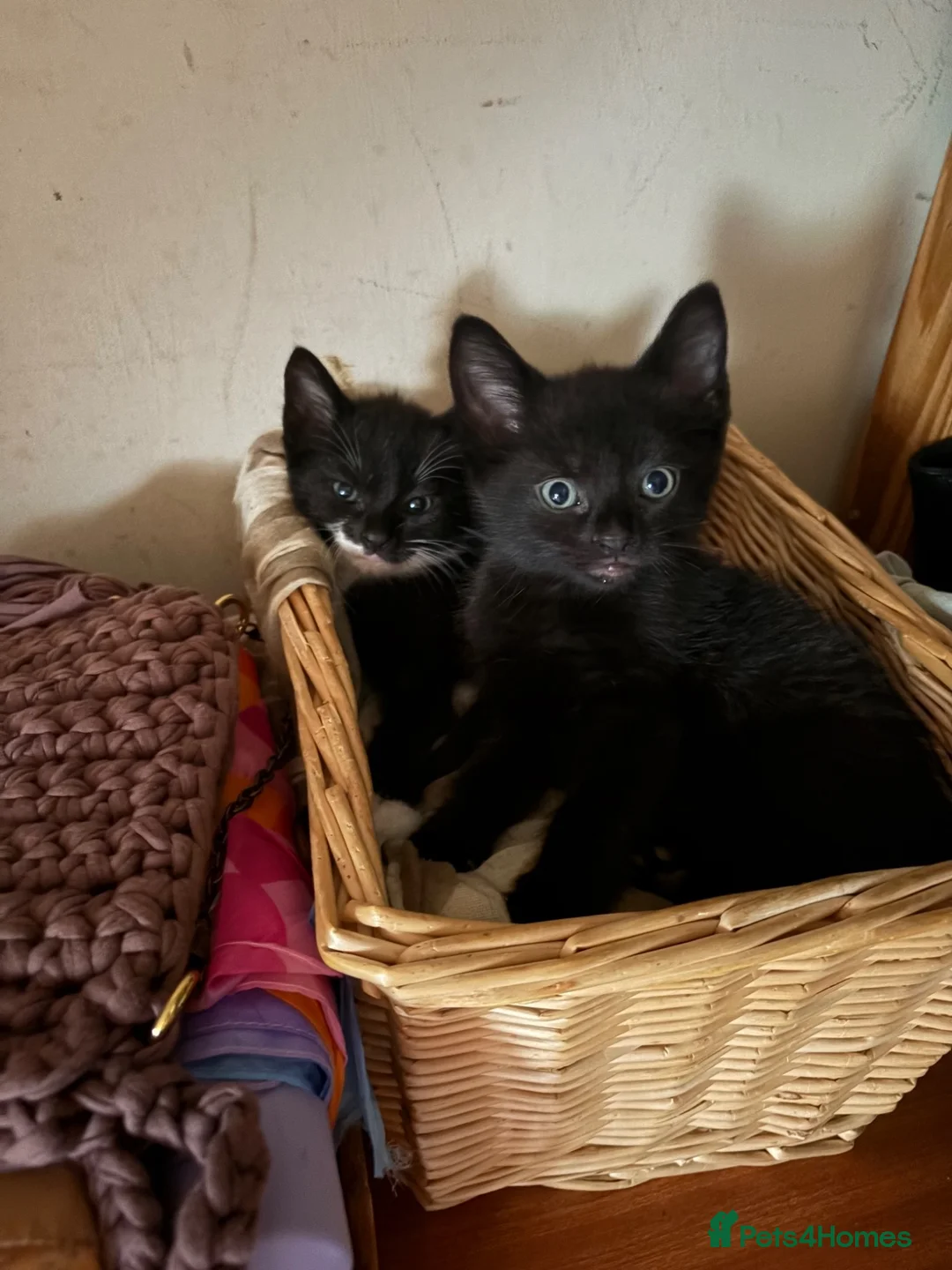 Mixed Breed cats for sale: Black and white kittens  - Advert 13