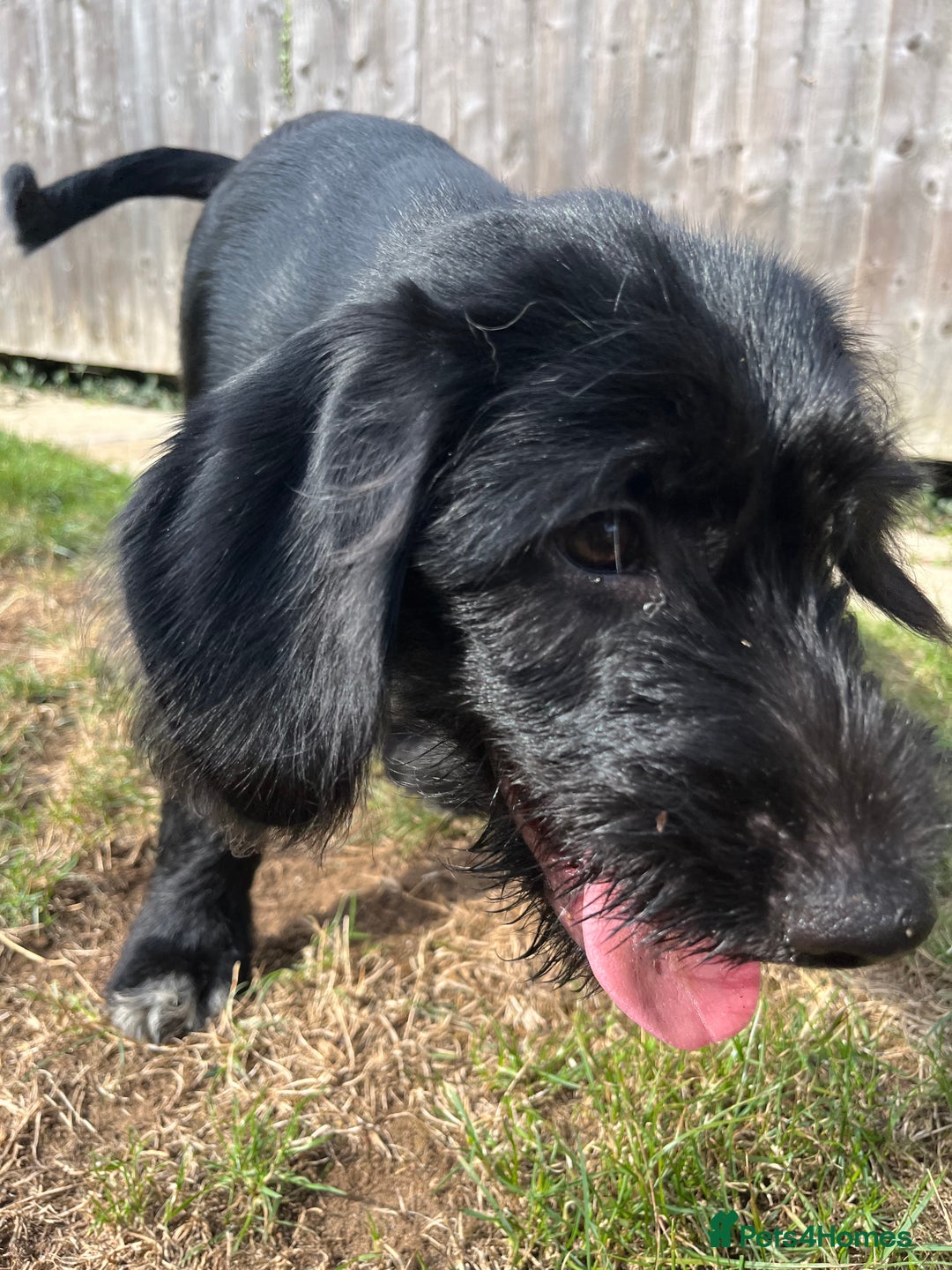 Goldendoodle dogs for sale: READY TO LEAVE - DNA health tested Puppies - Image 30