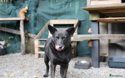 Mixed Breed dogs for adoption: 💖🐶 MARY 🐶💖 - Image 23
