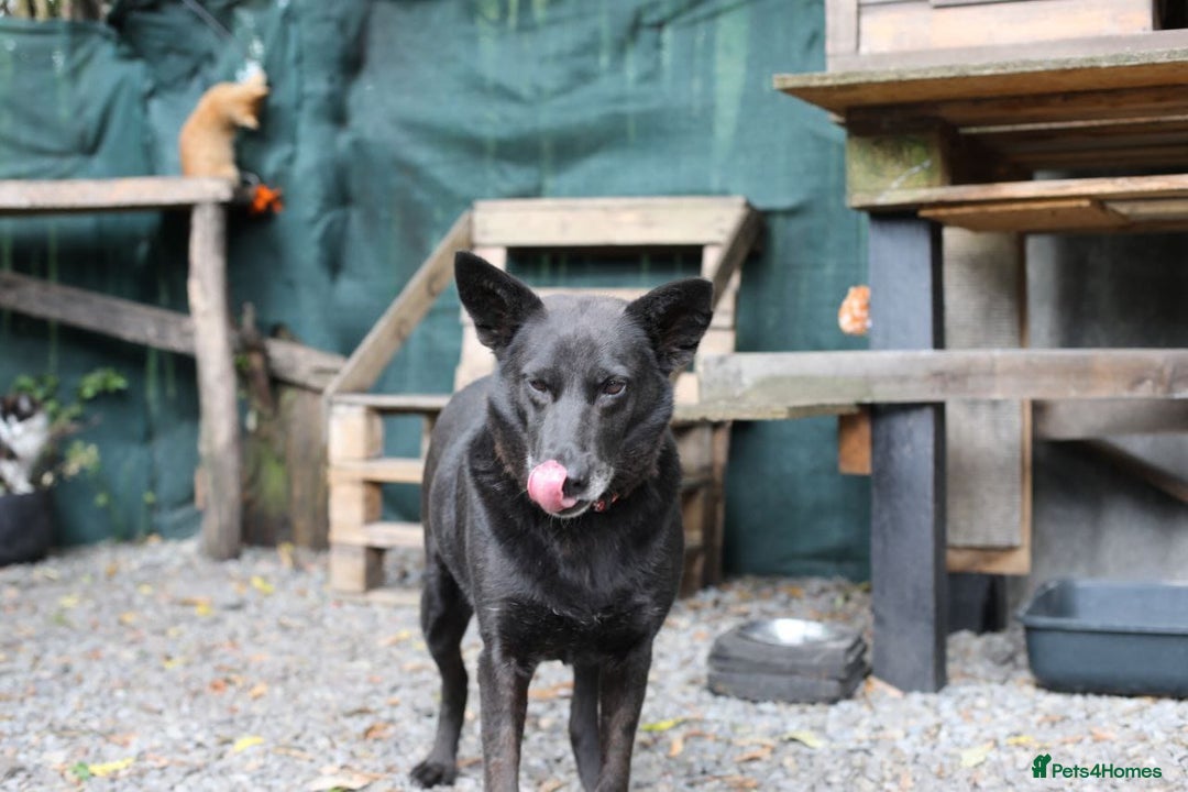 Mixed Breed dogs for adoption: 💖🐶 MARY 🐶💖 - Image 23