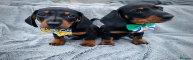 Dachshund 2