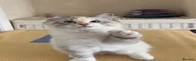 Siberian 2