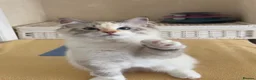 Siberian cats for sale: Beautiful Siberian kittens registered GSSF. - Advert 7