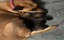 Mixed Breed dogs for sale: 3 puppies for sale - Image 17