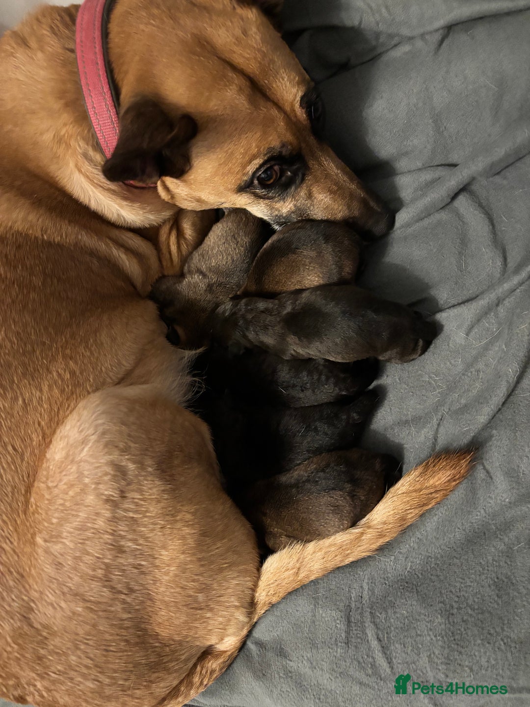 Mixed Breed dogs for sale: 3 puppies for sale - Image 17