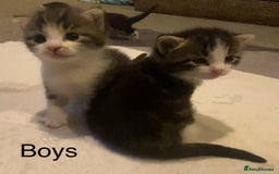 Mixed Breed cats for sale: 5 kittens for sale  - Image 2