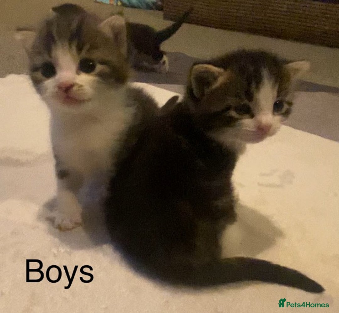 Mixed Breed cats for sale: 5 kittens for sale  - Image 2