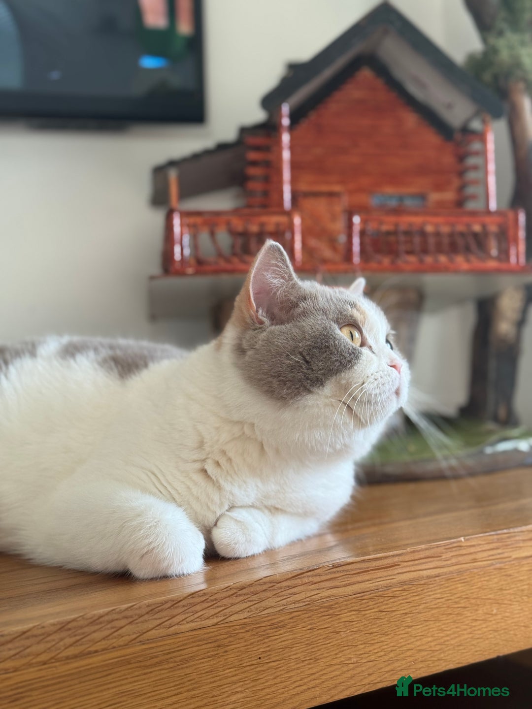 British Shorthair cats for sale: ChampionLine🏆🏆🏆Bicolour British Shorthair💙💙💖 - Advert 4