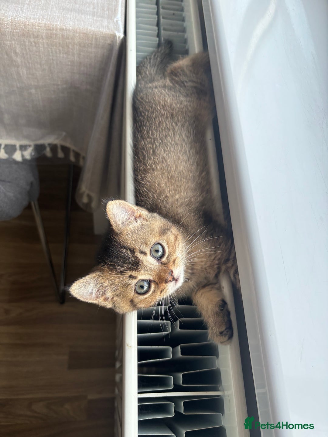 British Shorthair cats for sale: 4 adorable kittens looking for a new home  - Advert 26