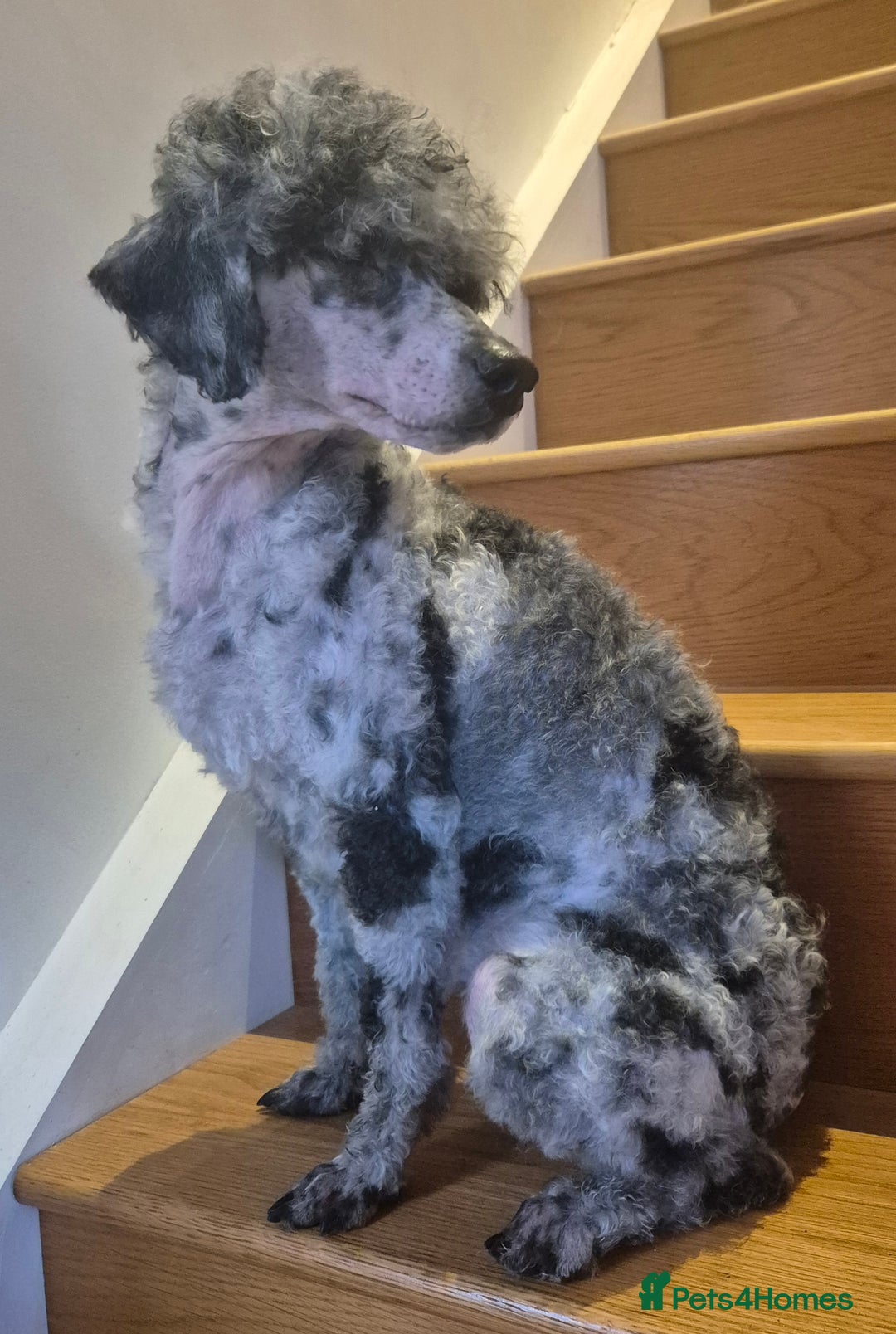 Miniature Poodle dogs for stud: Blue Merle Miniature Poodle stud  - Advert 3