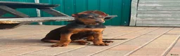 Chinese Red Dog dogs for sale: Chinese red dog puppies  - Advert 1