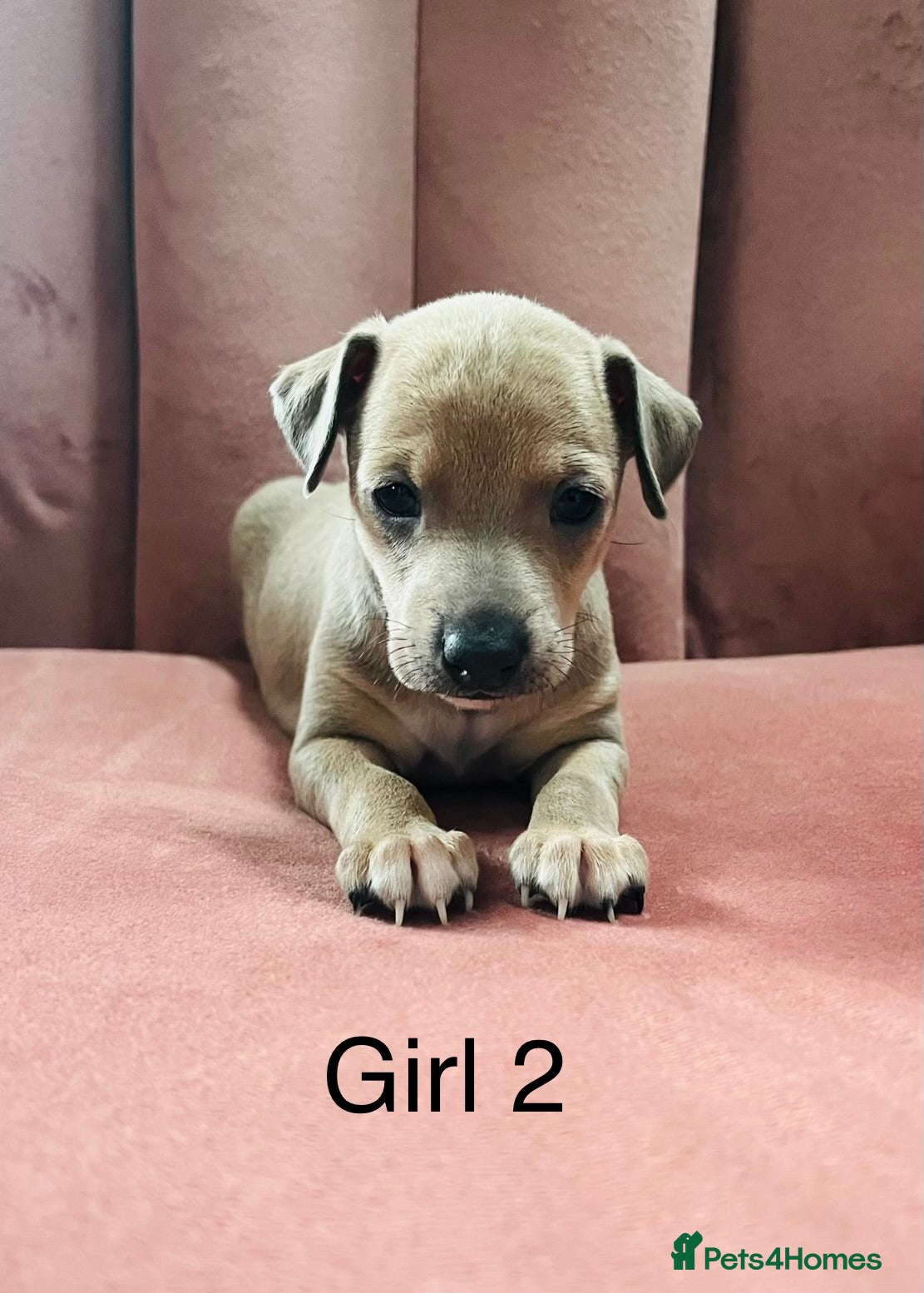 Italian Greyhound dogs kc registered Itatian greyhounds - Advert 3