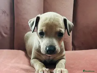 Italian Greyhound dogs kc registered Itatian greyhounds - Advert 3