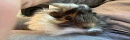 Guinea Pig rodents for sale: Bonded pair of male guinea pigs with full set up - Advert 5