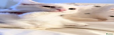 Turkish Van 1