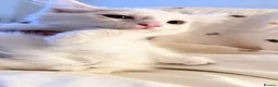 Turkish Van cats for sale: Turkish Van Kittens – Ready for Loving Homes - Advert 16