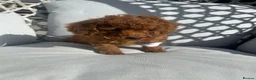 Cockapoo dogs for sale: Cockapoo - Advert 3