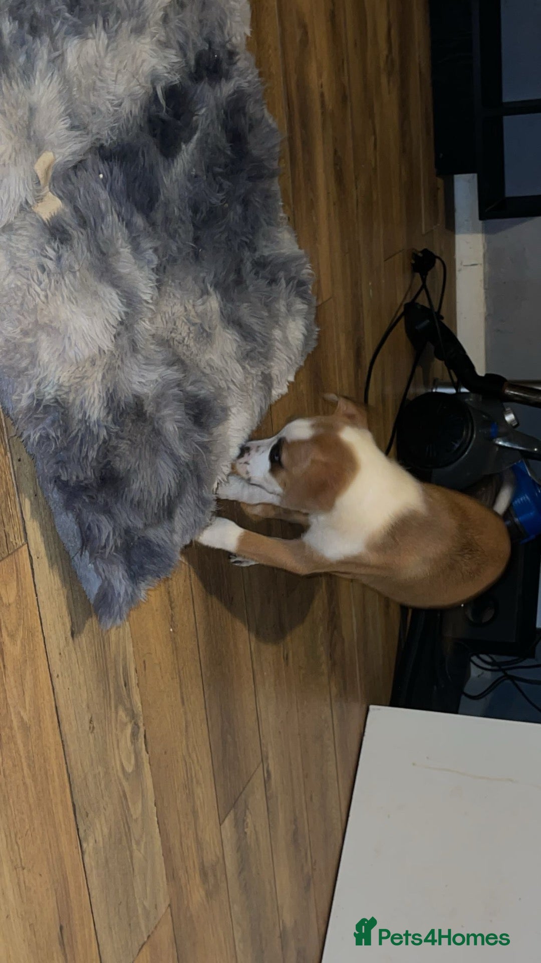 Mixed Breed dogs READY Cane Corso x Bullmastiff x BorderCollie Pups - Advert 12