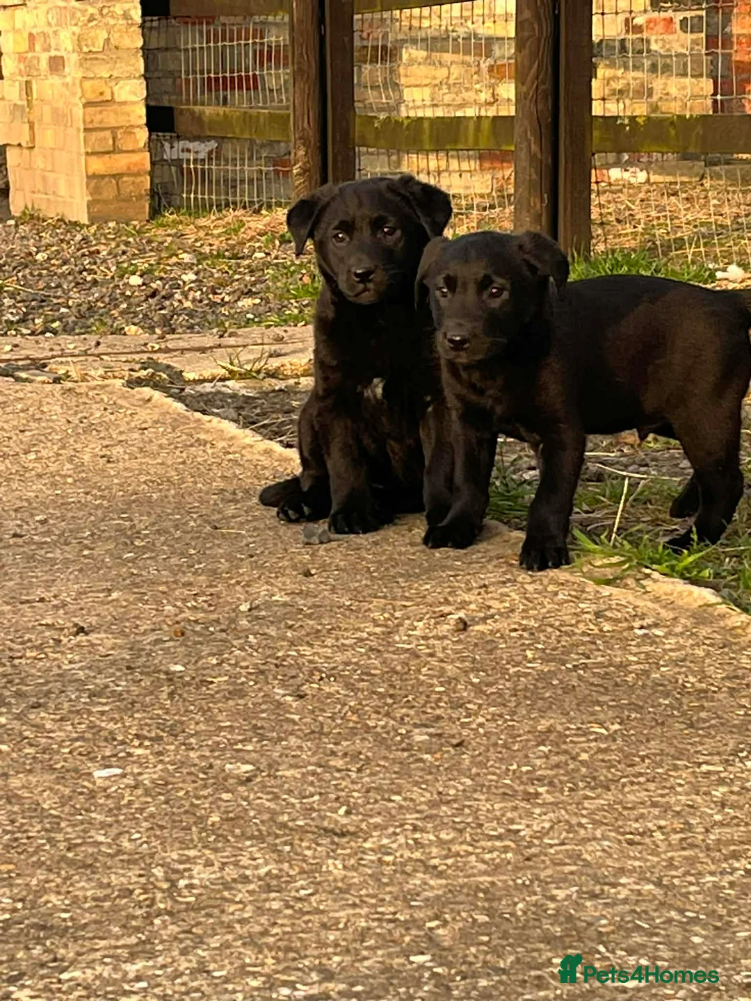 Sheprador dogs for sale: Gorgeous shepador puppies  - Advert 6