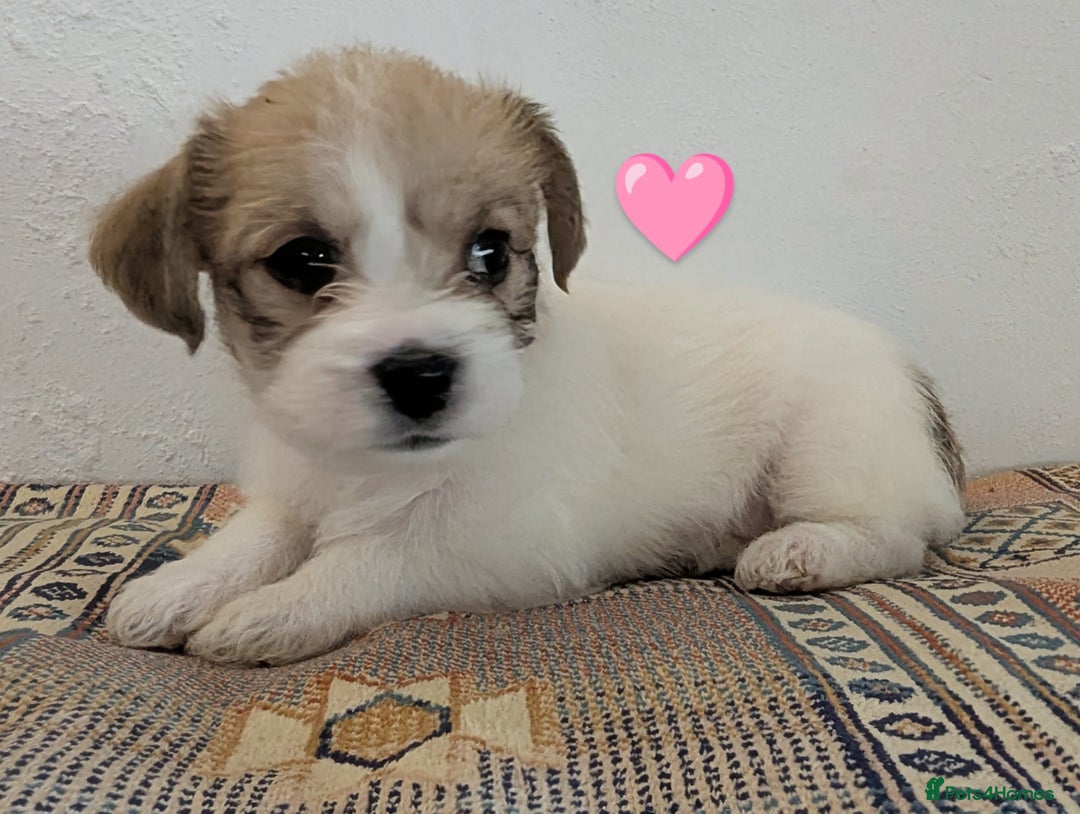 Cavachon dogs for sale: Cavachon Puppies - excellent example!  - Image 7