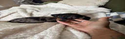 Miniature Dachshund dogs for sale: Miniature Dachshund Dapple Puppy For Sale  - Advert 9