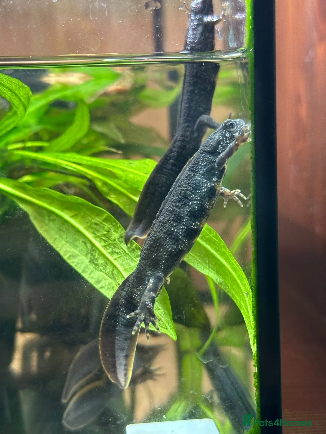 Newt reptiles for sale: Italian Crested Newts  - Advert 1