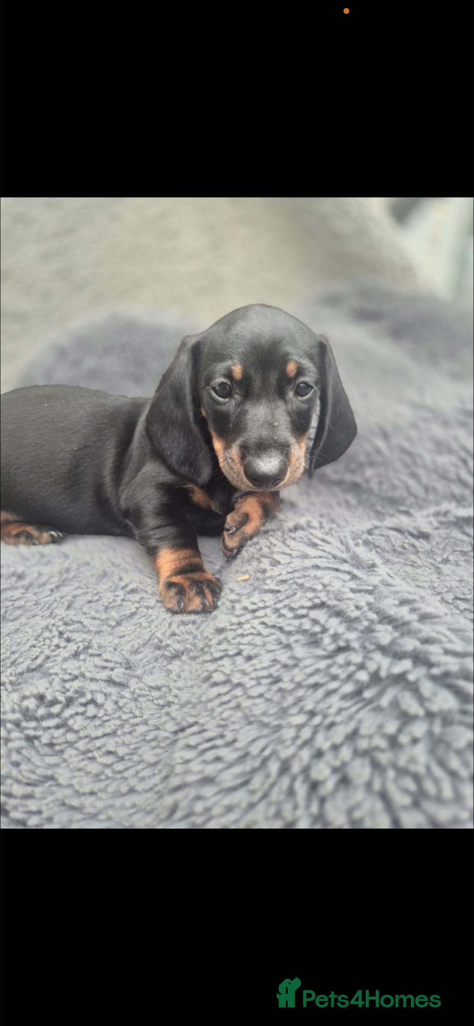 Dachshund dogs Dachshund puppies  - Advert 6