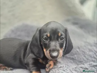 Dachshund dogs Dachshund puppies - Advert 6