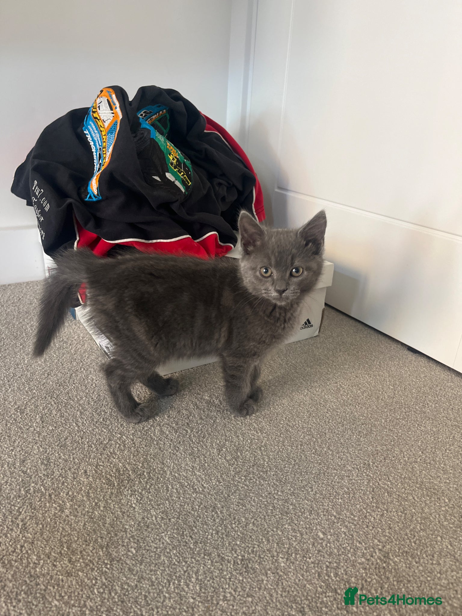 Mixed Breed cats Beautiful female blue kitten - Advert 3