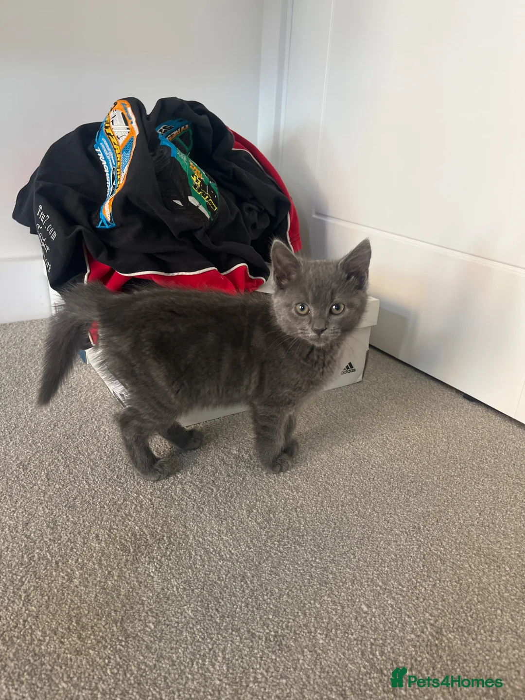 Mixed Breed cats for sale: Beautiful female blue kitten - Advert 1