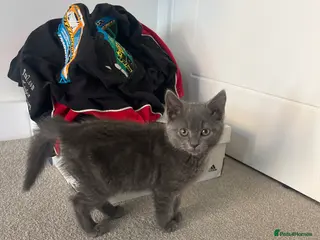 Mixed Breed cats Beautiful female blue kitten - Advert 3