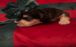 Cockapoo dogs for sale: ⭐️OUTSTANDING, HIGH QUALITY Cockapoo F1B Puppies⭐️ - Advert 30