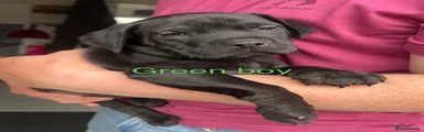 Mixed Breed Puppy 5