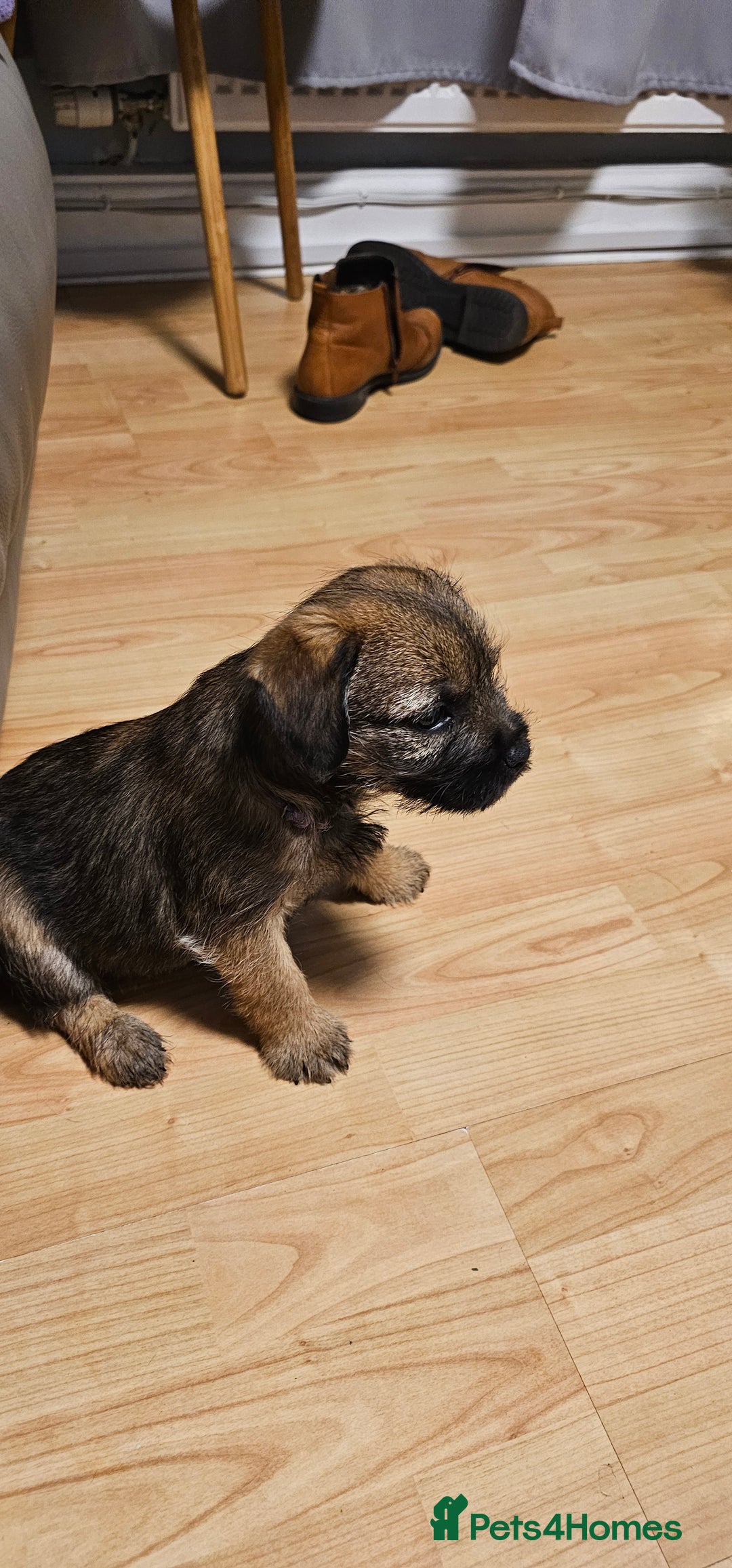 Border Terrier dogs for sale: Kc border terrier  - Advert 8