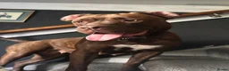 Mixed Breed dogs for sale: 3 aborable pups looking for there forever homes  - Advert 1