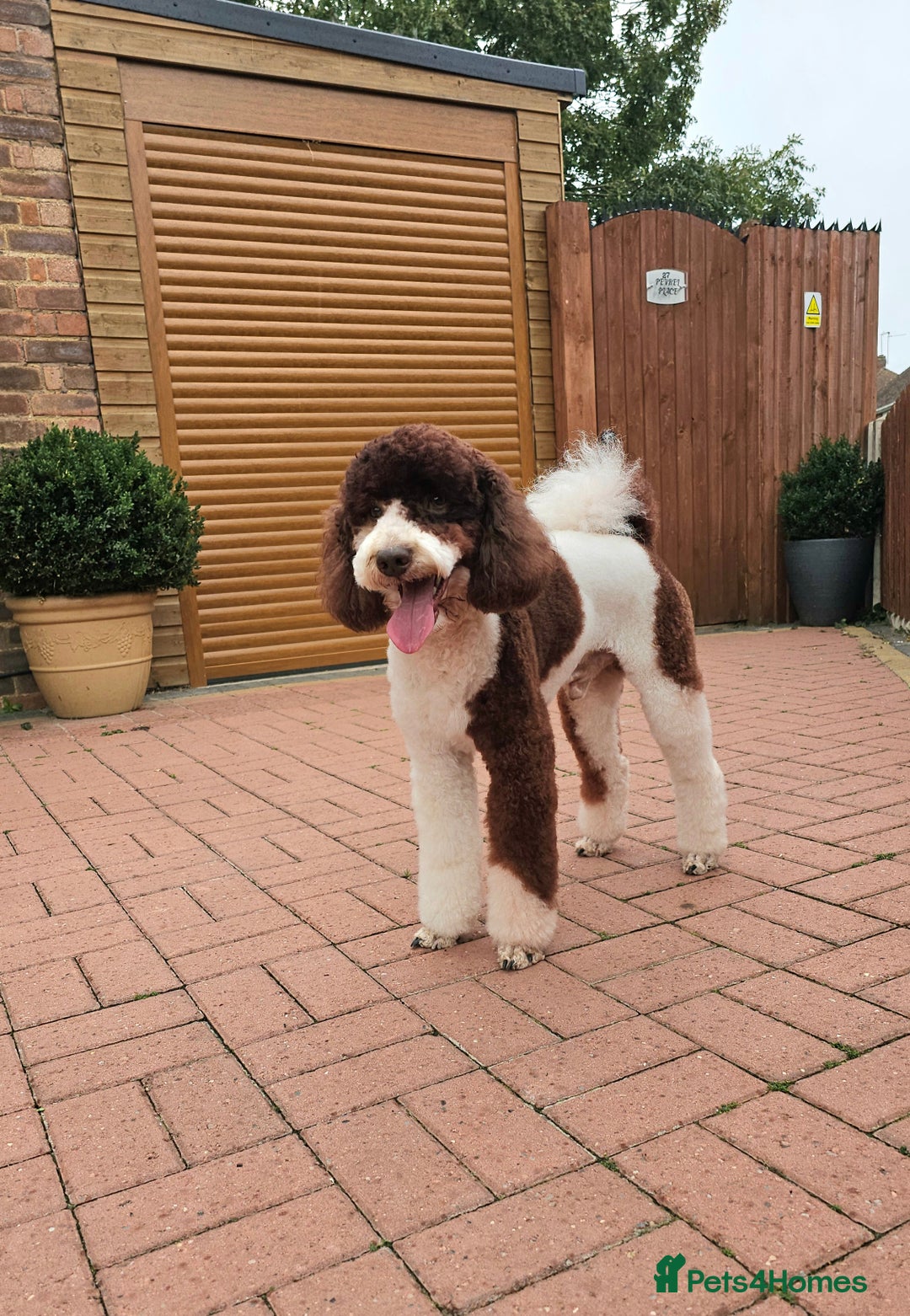 Miniature Poodle dogs for stud: FULLY HEALTH TESTED MINIATURE POODLE in Kettering - Image 26