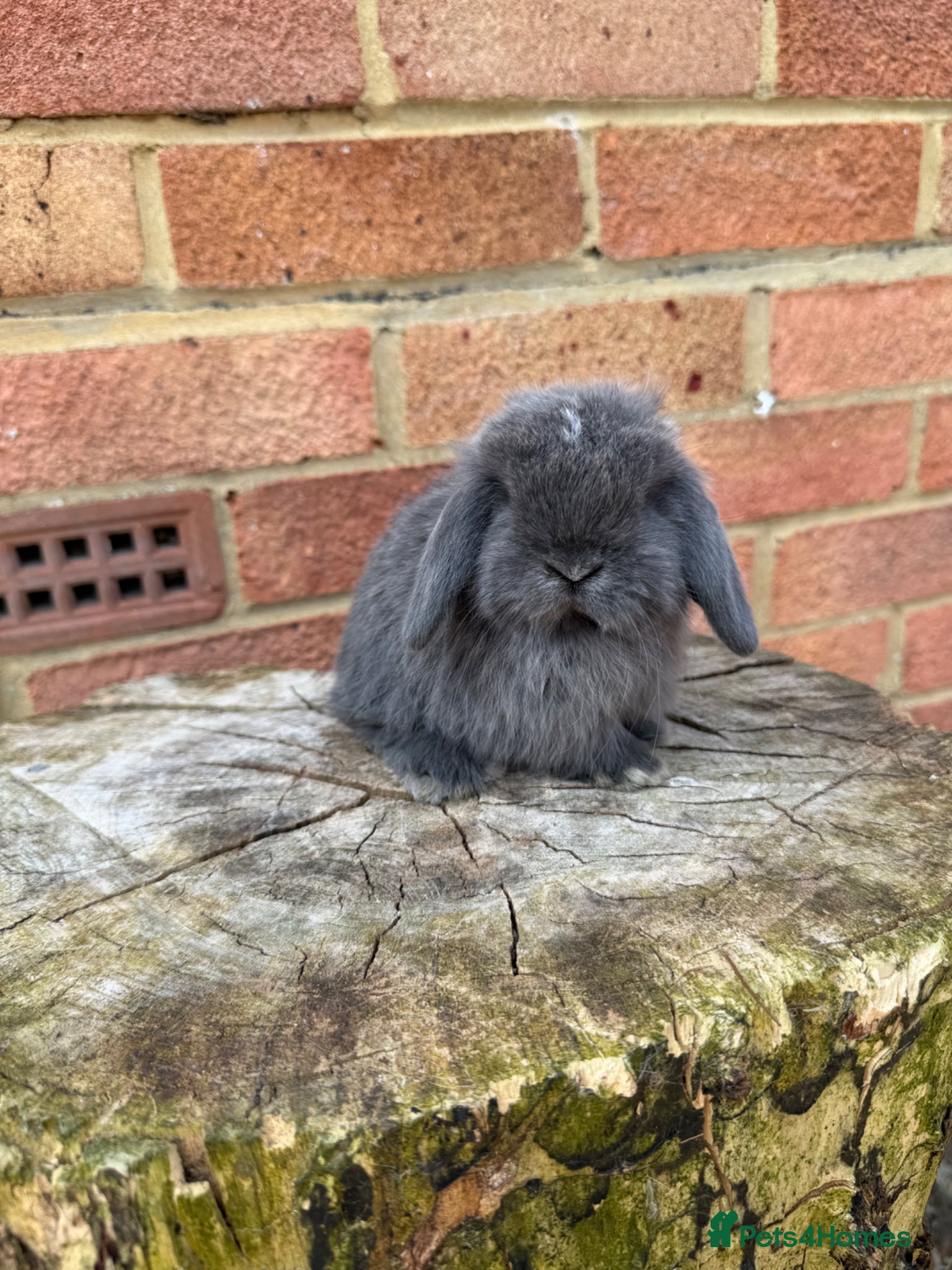Mini Lop rabbits Mini lop sibling kits RTL 20/05 - Advert 13