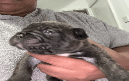 French Bulldog dogs for sale: Adorable KC registered French Bulldog puppies - Image 7