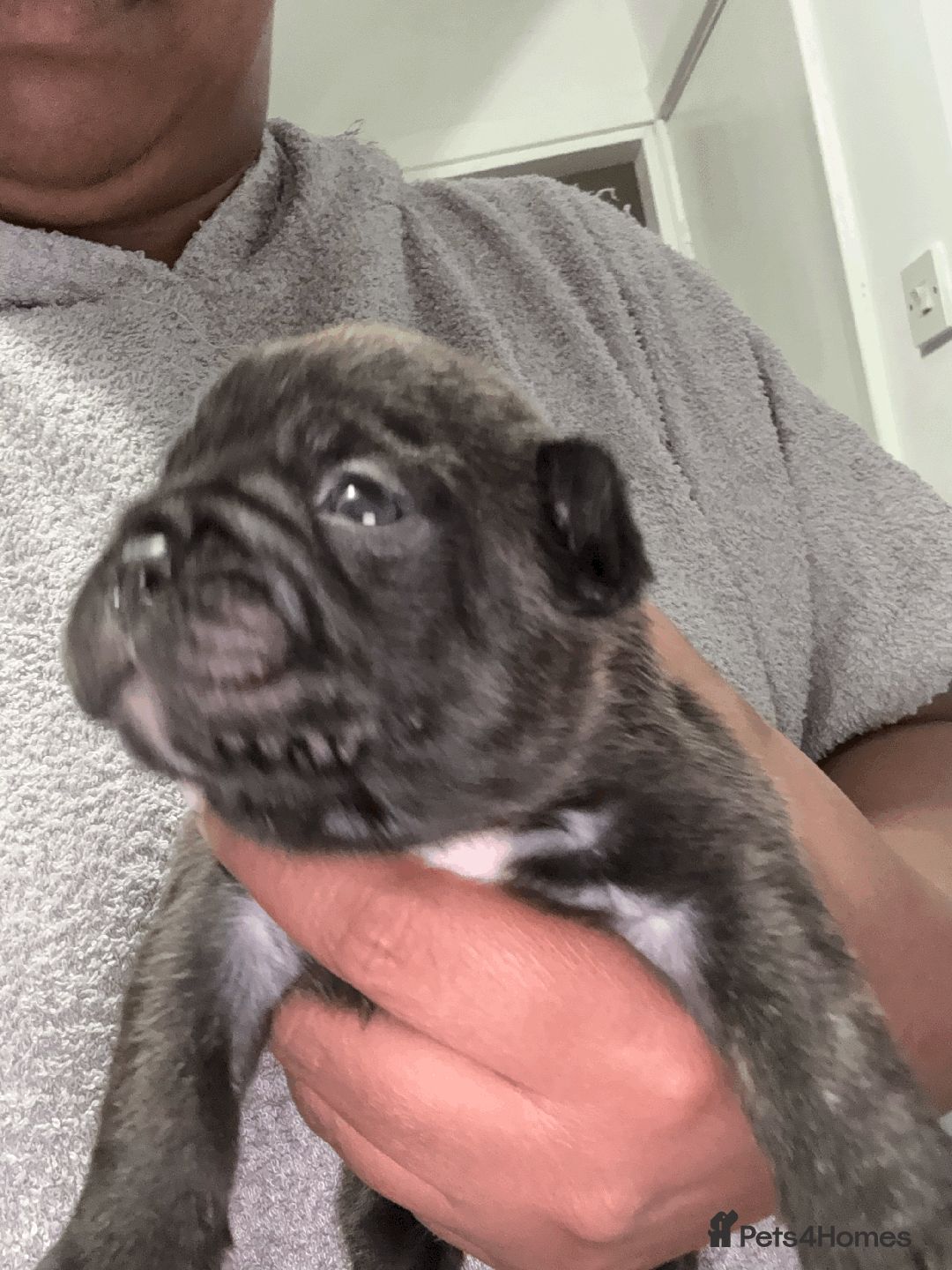 French Bulldog dogs for sale: Adorable KC registered French Bulldog puppies - Image 7